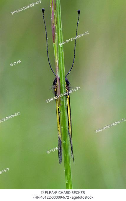 Ascalaphid (Libelloides coccajus) adult, roosting on grass stalk during rain, Col de Calzan, Ariege Pyrenees, Midi-Pyrenees, France, May