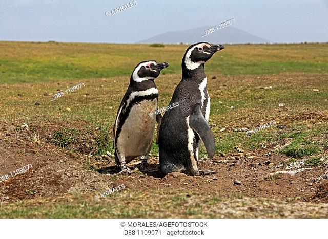 Magellanic Penguin (Spheniscus magellanicus). Pebble Island, Falkland Islands