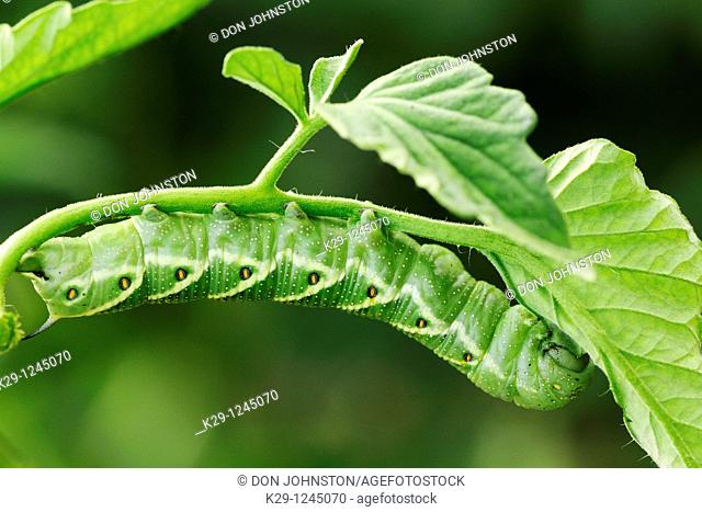 Tomato hornworm Manduca quinquemaculata caterpillar eating tomato plant