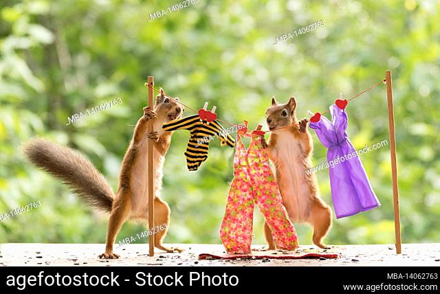 red squirrels with a washing line
