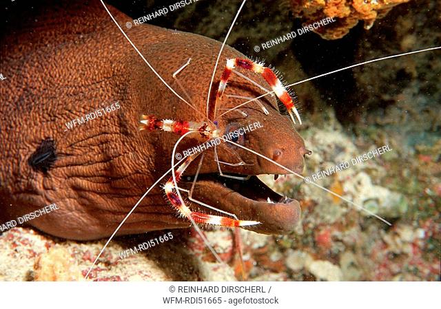 Cleaner shrimp cleaning Yellow-margined moray, Stenopus hispidus Gymnothorax flavimarginatus, Indian Ocean, Maldives Island