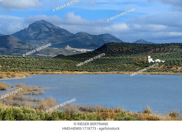Spain, Andalusia, Jaen province, olive groves south of Martos between Baena and Alcaudete, laguna del Conde and the Sierra Magina in the background