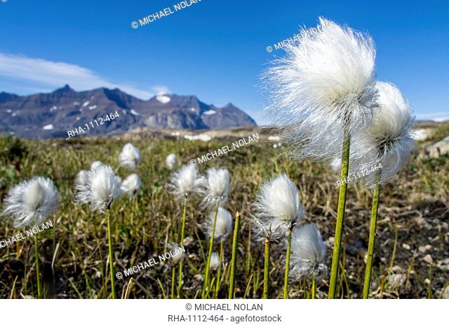 Arctic cottongrass (Eriophorum callitrix), Heckla Haven, Northeast Greenland, Polar Regions