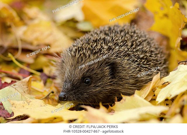 European Hedgehog (Erinaceus europaeus) adult, standing amongst leaf litter in garden, Foston, Lincolnshire, England, October