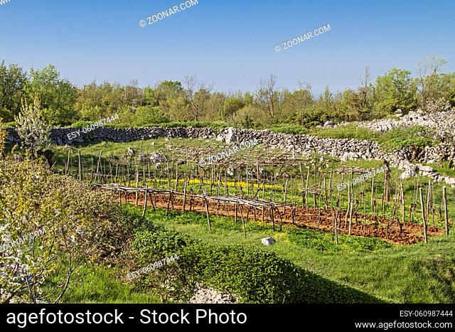 Fruchtbare Felder inmitten des felsigen Karstgebietes auf der Halbinsel Koromacno in Istrien