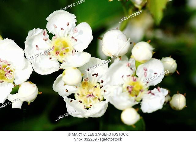Common Pear, Pyrus communis blossoms