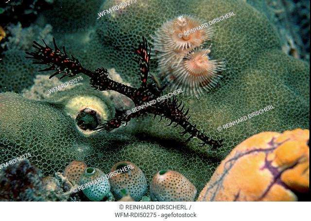Harlequin ghost pipefish, Solenostomus paradoxus, Pacific ocean, Malaysia Borneo Mabul