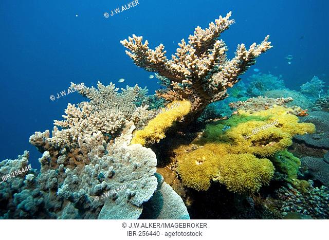 Coral reef with stony corals and soft corals, Philippines, Pacific Ocean