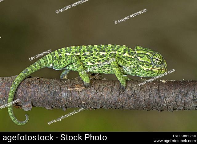 Close up view of a baby Mediterranean Chameleon on a branch