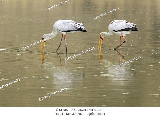 Kenya, Magadi lake, yellow-billed stork (Mycteria ibis), fishing