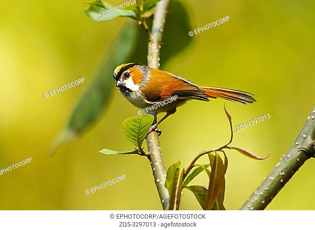 Black-throated parrotbill, Suthora nipalensis, Eastern Himalayan Birds, Lava, India