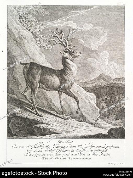 This deer is from Sr. Hochgräffl. Excellence to Mr. Count von Lengheim shot at his castle Wagna in Steyrmarck and the weights because of his rarité to Vienna to...