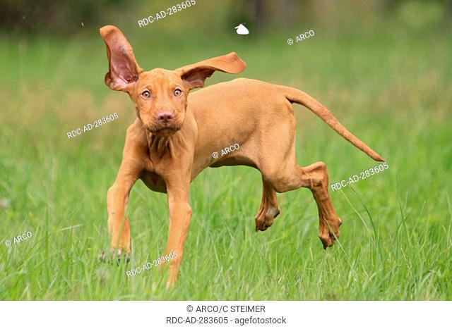 Hungarian Pointer, puppy, hunting butterfly / Magyar Vizsla