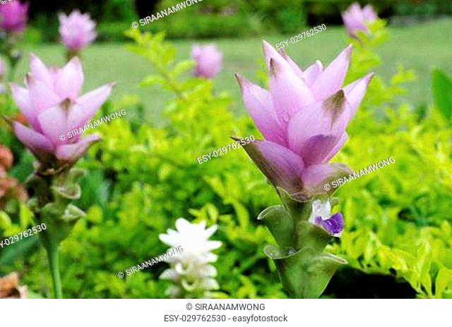 Close up of Siam tulip or summer tulip or dok krajiao(Curcuma alismatifolia) is a tropical plant at Chaiyaphum Province, Thailand