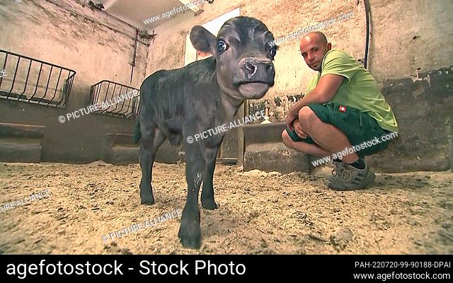 19 July 2022, Saxony-Anhalt, Köthen: Dahomey dwarf cattle baby Oskar and Andy Bemmann (animal keeper) in a barn. Oskar was born on 11.7