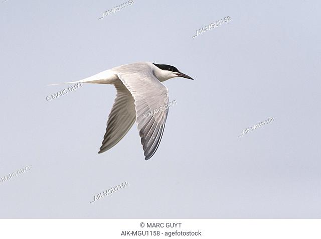 Adult (Siberian) Common Tern in flight above Bodhi Island, China. Side view, showing upperwing