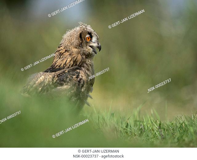 Eurasian Eagle Owl (Bubo bubo) in farmersland, The Netherlands