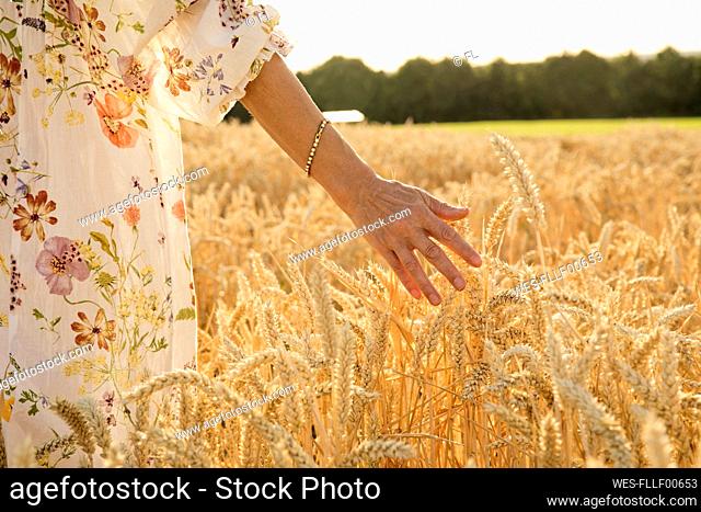 Hand of woman touching wheat crop at field