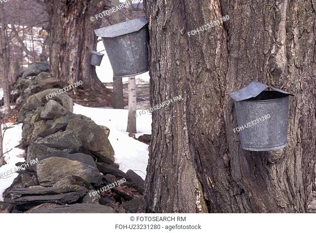 maple sugaring, Vermont, VT, Buckets on maple trees, sugaringtime, snow, early spring