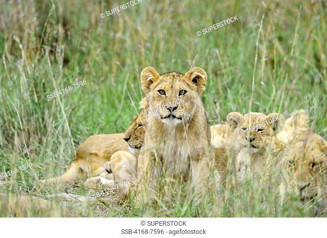 Tanzania, Serengeti National Park, Lion Pride In Grass