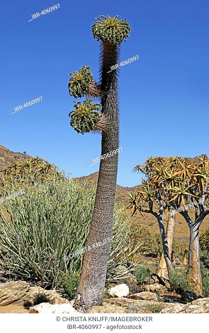 Halfmens plant (Pachypodium namaquanum) and Quiver Trees (Aloe dichotoma), Goegab Nature Reserve, Northern Cape, South Africa