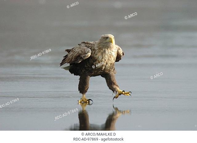 White-tailed Sea Eagle, Biosphere Preserve Schorfheide-Chorin, Brandenburg, Germany, Haliaeetus albicilla, Corvus corone corvix, freistellbar