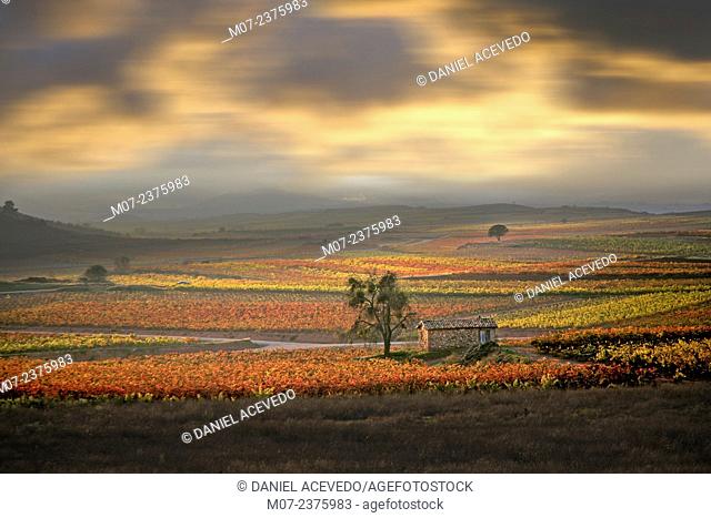 Rioja wine region vine landscape, autumn season, Spain, Rioja wine regio, Spain, Europe