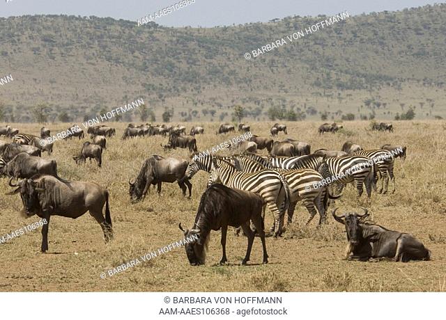 Zebras and Wildebeest in plains, Serengeti National Park, Tanzania