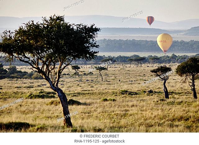 Hot air ballons lifting up in the sunrise light in the Maasai Mara, Kenya, East Africa, Africa