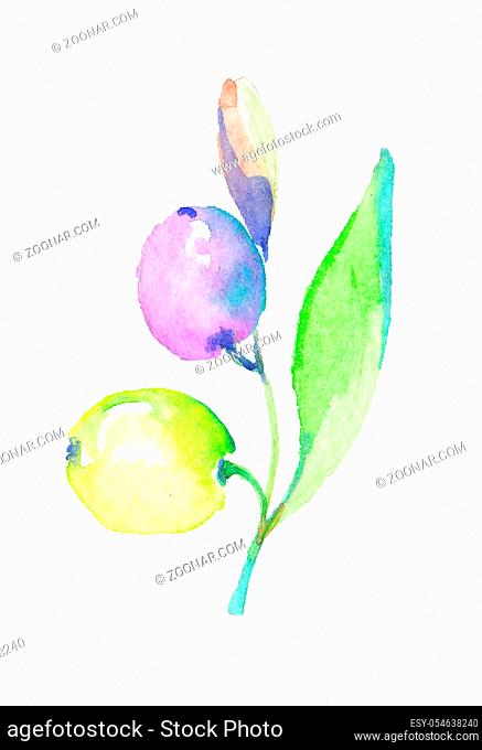 Olive branches in a watercolor style isolated. Full name of the plant: Branches of an olive tree. Aquarelle olive tree for background, texture, wrapper pattern