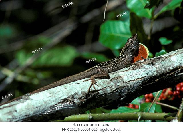 Brown Anole Lizard Anolis sagrei Brown camouflage - fan distended in territory or courtship S