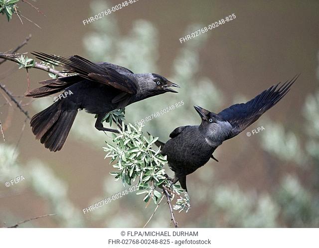 Jackdaw (Corvus monedula) two adults, squabbling on branch, Hortobagy N.P., Hungary, April