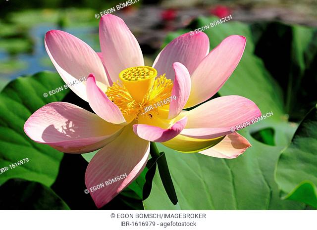 Pink Lotus (Nelumbo), blossom