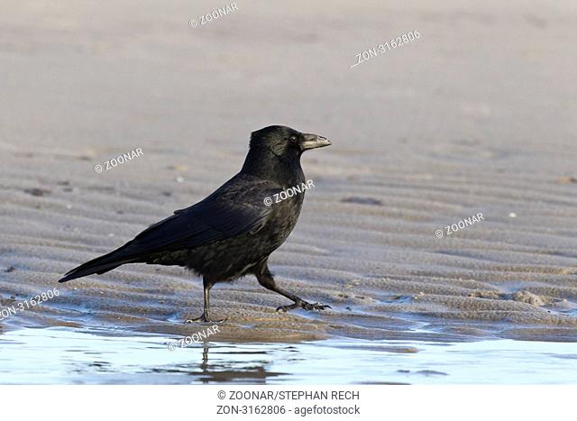 Kolkrabe Corvus corax - Common Raven Corvus corax
