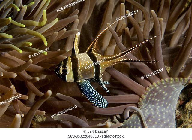 Banggai Cardinalfish Pterapogon kauderni, with sea anemone, Banggai, Indonesia, 23-4-06