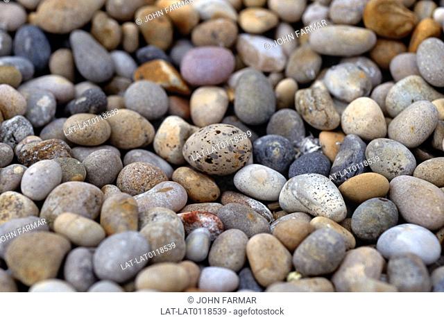 Bird eggs can be found in amongst pebbles on the sea shore. They are ideally camouflaged if they have speckled shells