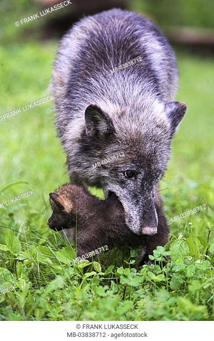 Timberwolf, Canis lupus, dam, mouth,  Young,   Nature, wildlife, wild animals, animals, mammals, carnivores, wolves, Timberwölfe, gray wolves, Wölfin