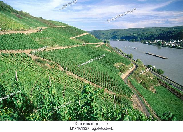 View over a vineyard to river Rhine, Boppard, Rhineland-Palatinate, Germany