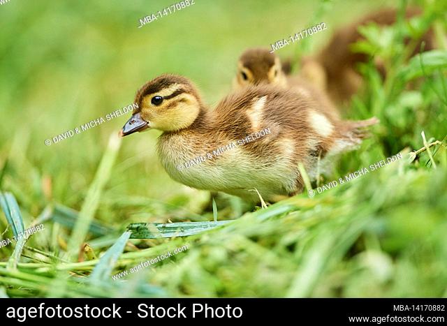 mandarin duck (aix galericulata) chick in a meadow, bavaria, germany