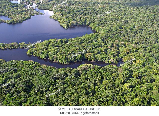 South America , Brazil, Amazonas state, Manaus, Amazon river basin, Flooded forest