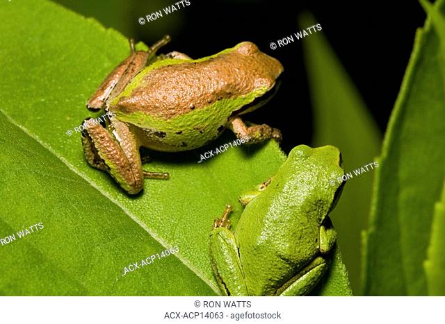 The Pacific Treefrog Hyla Regilla is quite common in B.C. They are small frogs, up to 5 centimetres long, and may be any colour from pale grey or tan to bronze...