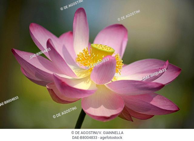 Indian lotus or Sacred lotus (Nelumbo nucifera), Nelumbonaceae