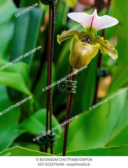 Lady slipper orchid. Paphiopedilum spicerianum flower