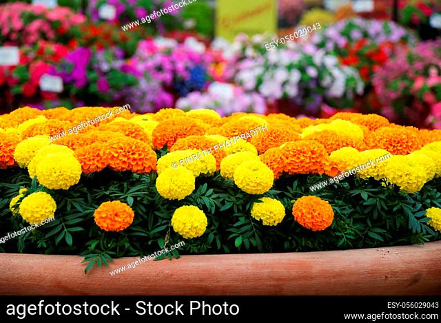 Marigolds Mixed Color (Tagetes erecta, Mexican marigold, Aztec marigold, African marigold), marigold pot plant