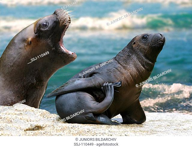 northern fur seal / Callorhinus ursinus