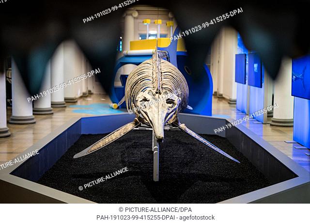 23 October 2019, Baden-Wuerttemberg, Stuttgart: The skeleton of an ichthyosaur can be seen through the teeth of a megalodon (prehistoric shark) in the natural...