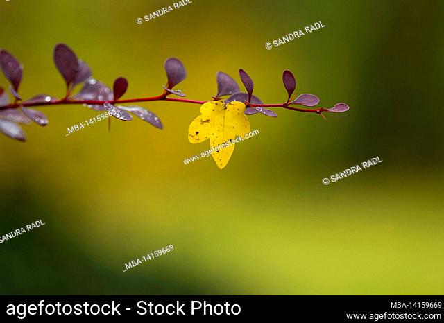 a small maple leaf hangs on a branch of barberry (berberis), colorful autumn colors, autumn mood, germany