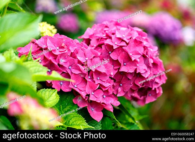 Bush of blooming pink Hydrangea or Hortensia flowers in the summer. Natural background, selective focus