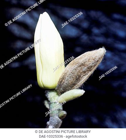 Lilytree (Magnolia denudata, Yulania denudata), Magnoliaceae