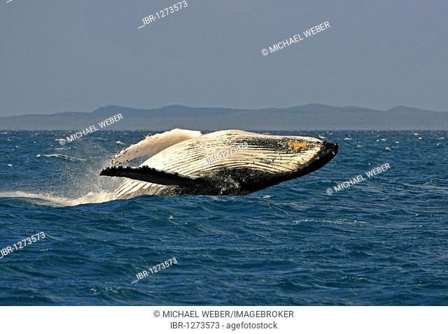 Typical breach, breaching, screw jump, Humpback Whale (Megaptera novaeangliae), Hervey Bay, Fraser Island at back, Queensland, Australia